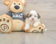 5 week old Havashu Puppy For Sale - Seaside Pups
