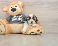 5 week old Havashu Puppy For Sale - Seaside Pups