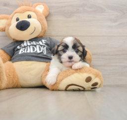 5 week old Havashu Puppy For Sale - Seaside Pups