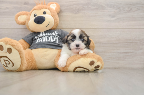Energetic Havanese Shih Tzu Mix Designer Puppy