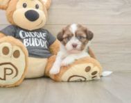 5 week old Havashu Puppy For Sale - Seaside Pups