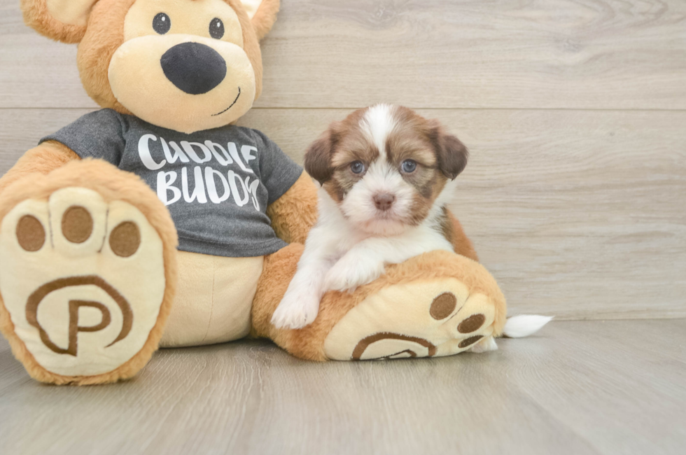 5 week old Havashu Puppy For Sale - Seaside Pups