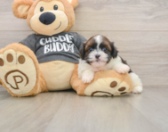 5 week old Havashu Puppy For Sale - Seaside Pups