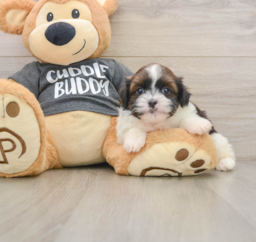 5 week old Havashu Puppy For Sale - Seaside Pups