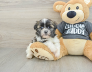 5 week old Havashu Puppy For Sale - Seaside Pups