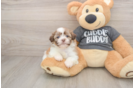 Little Havanese Shih Tzu Mix Designer Puppy