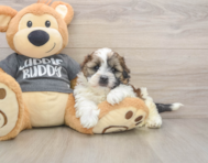 5 week old Havashu Puppy For Sale - Seaside Pups