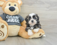 5 week old Havashu Puppy For Sale - Seaside Pups