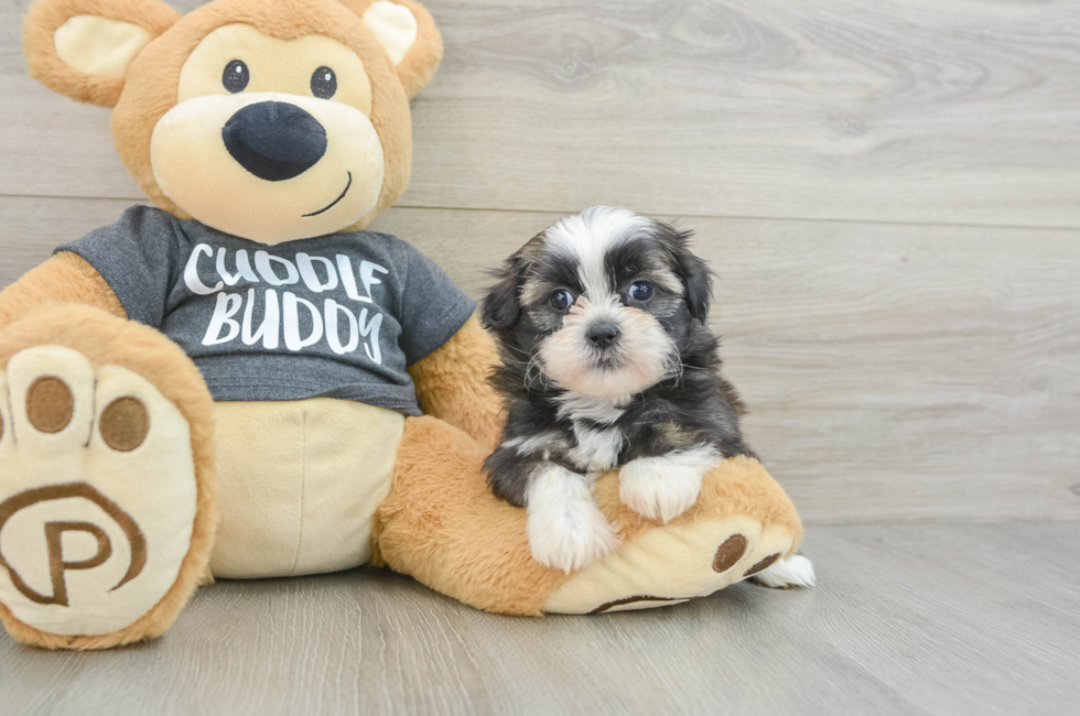 7 week old Havashu Puppy For Sale - Seaside Pups