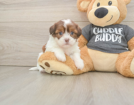 5 week old Havashu Puppy For Sale - Seaside Pups