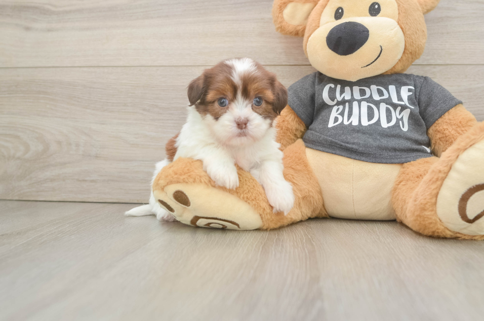 5 week old Havashu Puppy For Sale - Seaside Pups