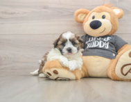 5 week old Havashu Puppy For Sale - Seaside Pups