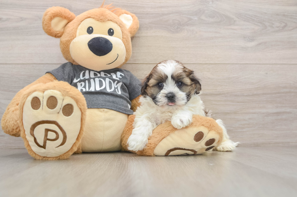 Hypoallergenic Havanese Shih Tzu Mix Designer Puppy