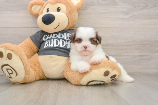 Playful Havanese Shih Tzu Mix Designer Puppy