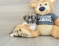 5 week old Havashu Puppy For Sale - Seaside Pups