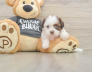 5 week old Havashu Puppy For Sale - Seaside Pups