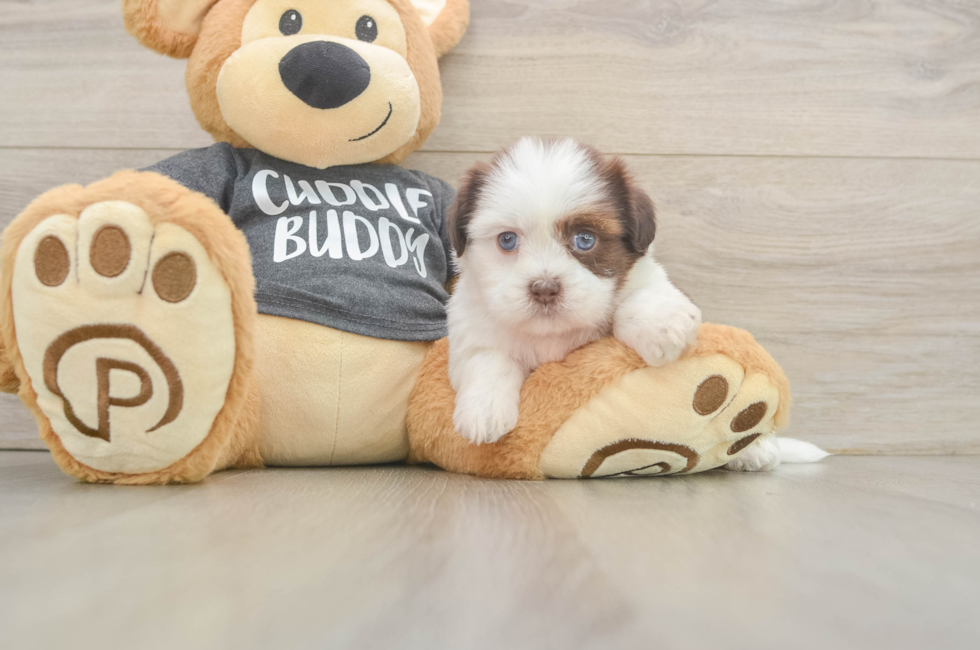 5 week old Havashu Puppy For Sale - Seaside Pups