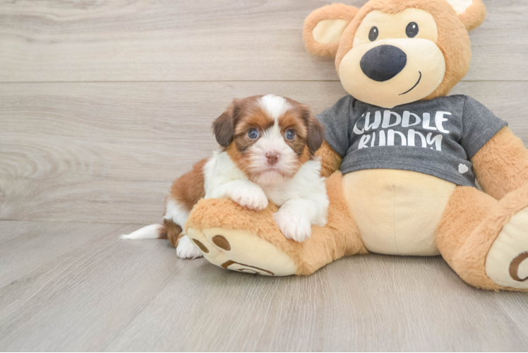 Havashu Puppy for Adoption