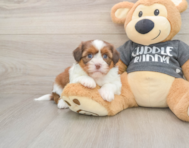 5 week old Havashu Puppy For Sale - Seaside Pups