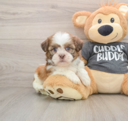 5 week old Havashu Puppy For Sale - Seaside Pups