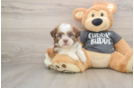 Havashu Puppy for Adoption