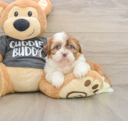 5 week old Havashu Puppy For Sale - Seaside Pups