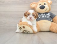 5 week old Havashu Puppy For Sale - Seaside Pups