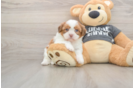 Havashu Pup Being Cute