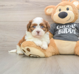 5 week old Havashu Puppy For Sale - Seaside Pups