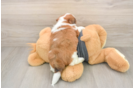 Havashu Puppy for Adoption