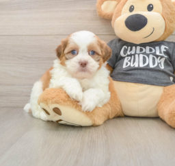 5 week old Havashu Puppy For Sale - Seaside Pups