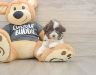 8 week old Havashu Puppy For Sale - Seaside Pups
