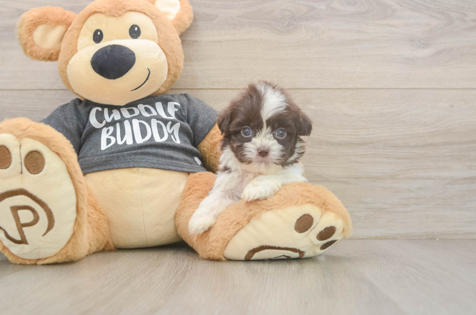 8 week old Havashu Puppy For Sale - Seaside Pups