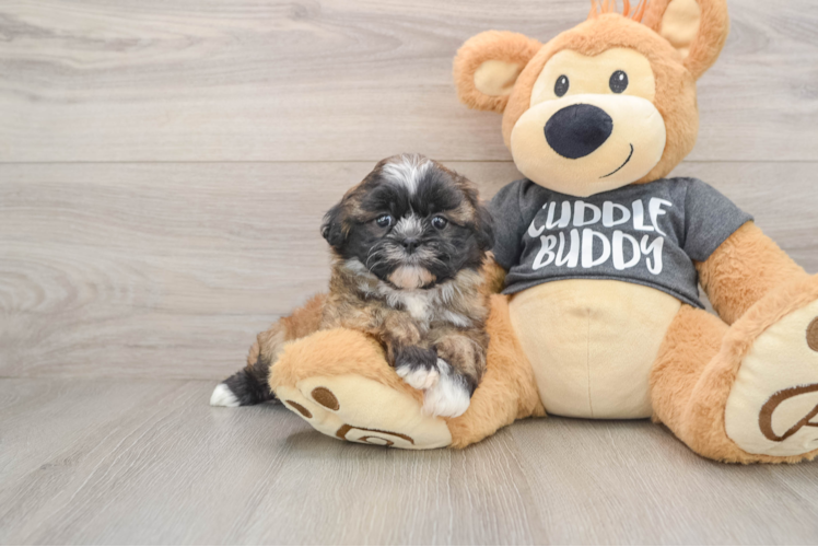 Fluffy Havashu Designer Pup