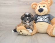 5 week old Havashu Puppy For Sale - Seaside Pups