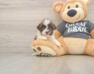 8 week old Havashu Puppy For Sale - Seaside Pups