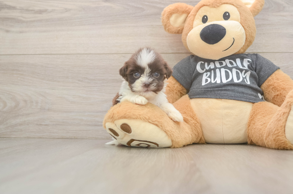 8 week old Havashu Puppy For Sale - Seaside Pups