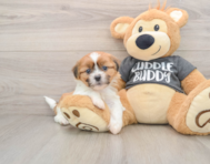 5 week old Havashu Puppy For Sale - Seaside Pups