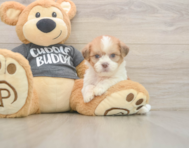 7 week old Havashu Puppy For Sale - Seaside Pups