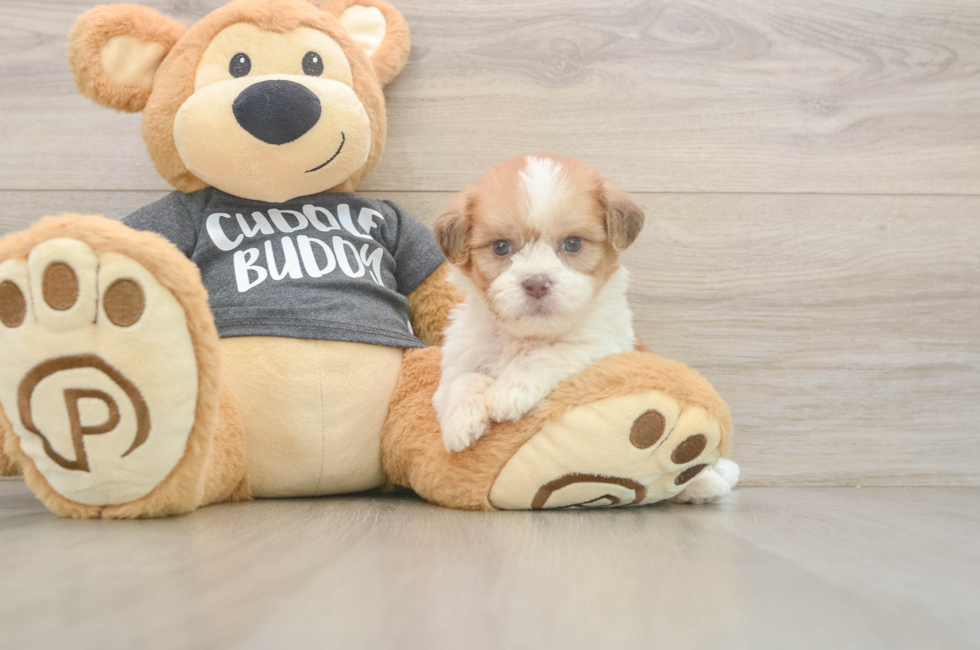 7 week old Havashu Puppy For Sale - Seaside Pups