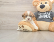 7 week old Havashu Puppy For Sale - Seaside Pups