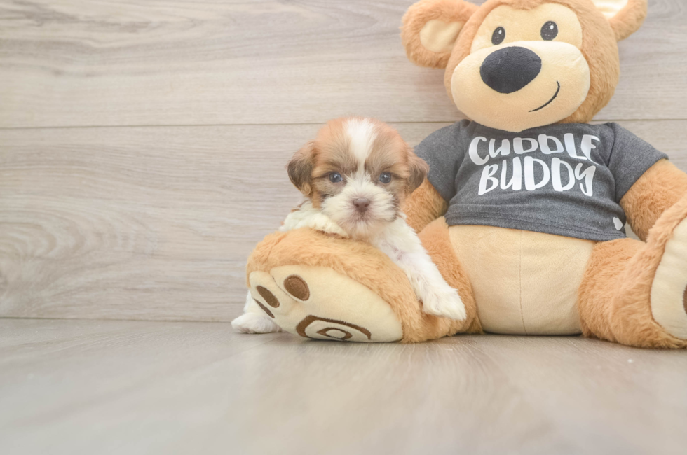 7 week old Havashu Puppy For Sale - Seaside Pups