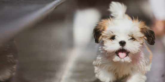 How Seaside Pups Is Different from Other Dog Breeders