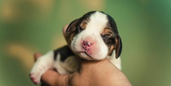 Inside the First 8 Weeks of Seaside Pups Puppies 