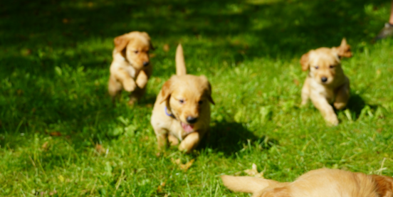 Is Seaside Pups a Puppy Broker? 