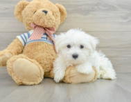 8 week old Maltese Puppy For Sale - Seaside Pups