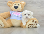 7 week old Maltese Puppy For Sale - Seaside Pups