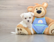 7 week old Maltese Puppy For Sale - Seaside Pups