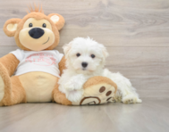 8 week old Maltese Puppy For Sale - Seaside Pups