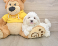 8 week old Maltese Puppy For Sale - Seaside Pups